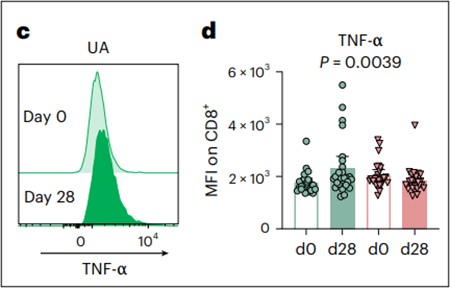 在补充UA和安慰剂前后CD8细胞中TNF的表达（参考资料[1]）