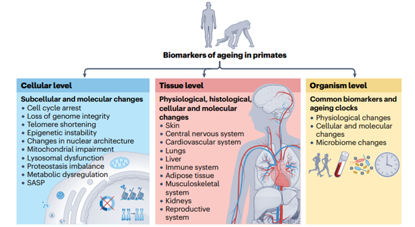 灵长类动物衰老标志物概览