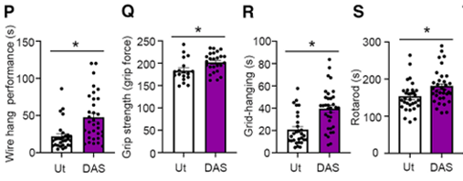 DAS组小鼠（紫色）的运动功能持续改善，恐惧条件反射、新型物体识别和长期空间记忆表现有所改善（参考资料[1]）