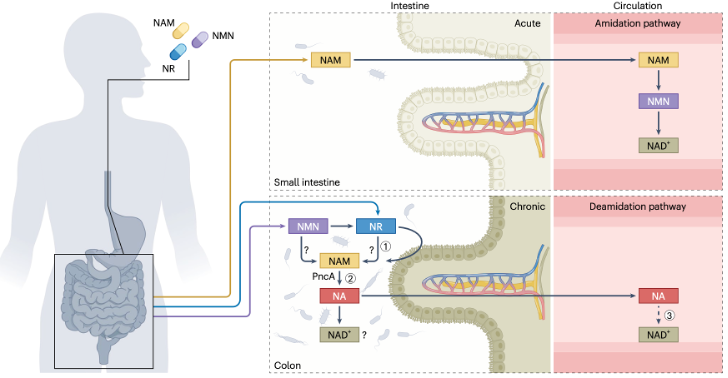 不同的宿主和微生物途径介导了NAD+前体补充的急性与慢性效应（参考资料[2]）