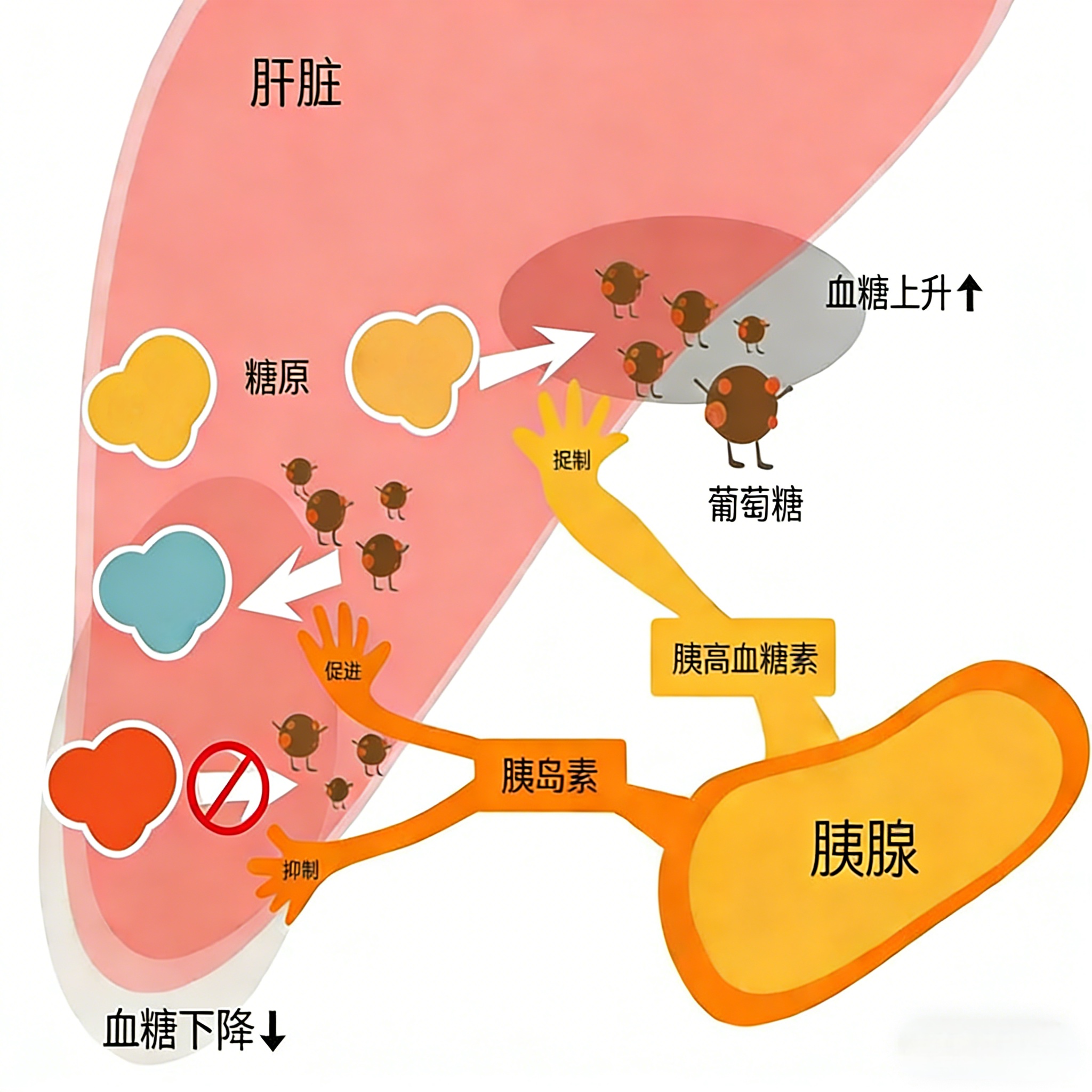 胰高血糖素的“个人信息”。图片用AI做的。