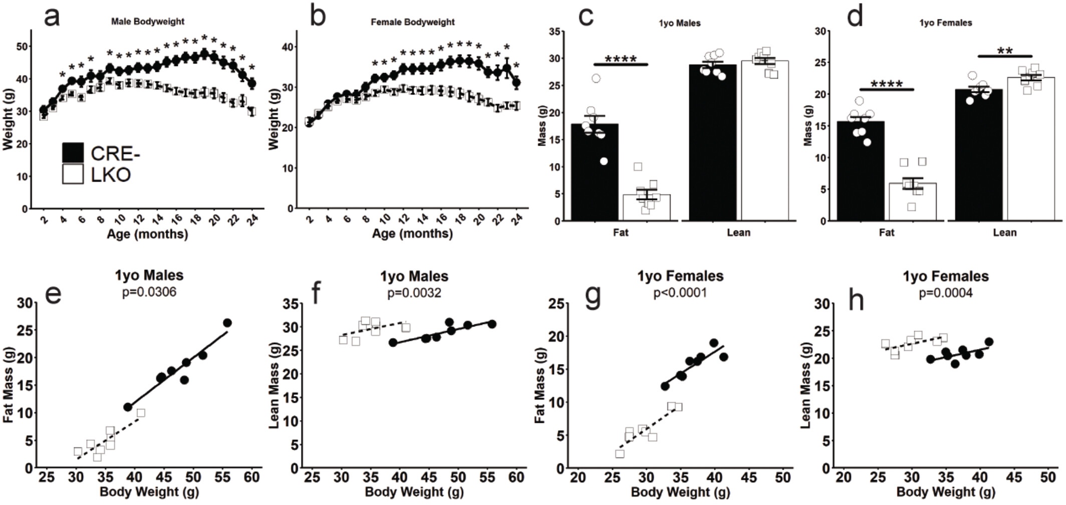 肝GCGR缺乏症可以预防与年龄相关的肥胖。