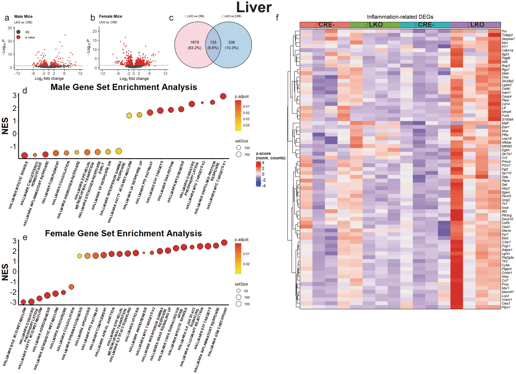 缺乏肝GCGR的雌性小鼠炎症基因表达增加。