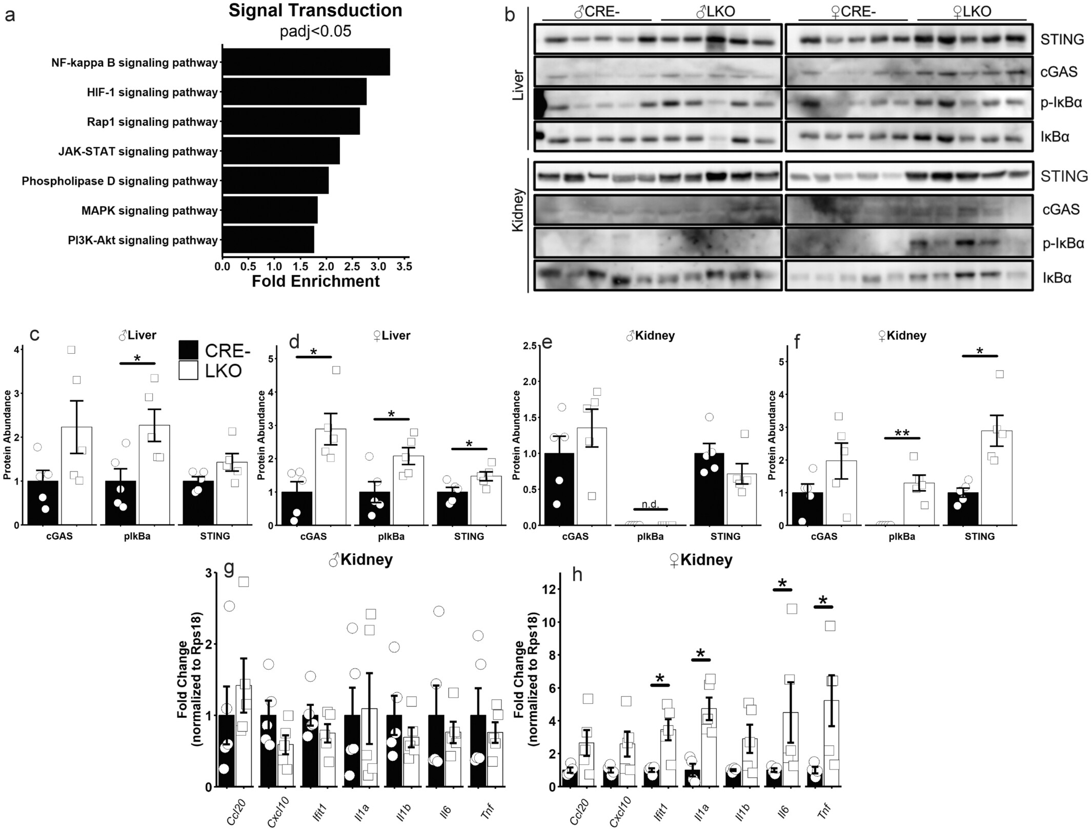 NFκB 和 cGAS-STING 信号在缺乏肝GCGR的雌性小鼠中被激活。