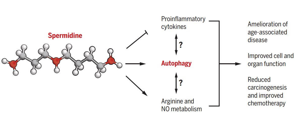 null 亚精胺抗衰老机制