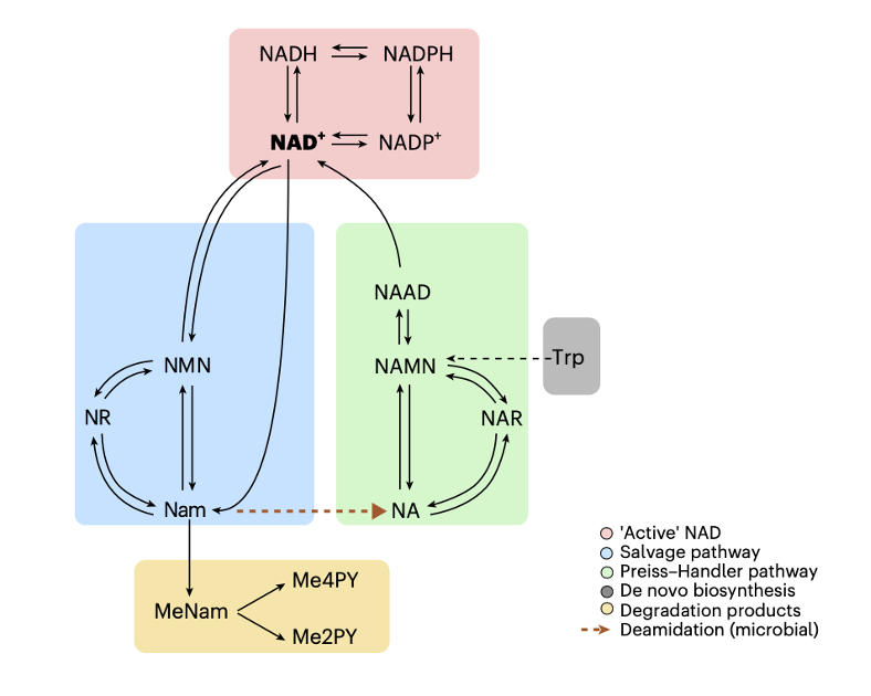 三种前体物质进入体内的三条路：补救途径、Preiss-Handler途径和从头合成途径（参考资料[1]