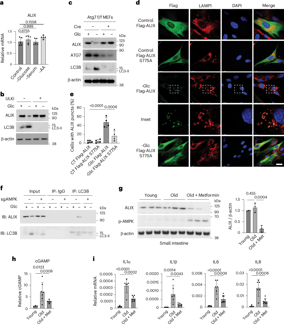 自噬介导ALIX蛋白降解及二甲双胍在小鼠肠道中的作用。图片来自参考资料[1]。