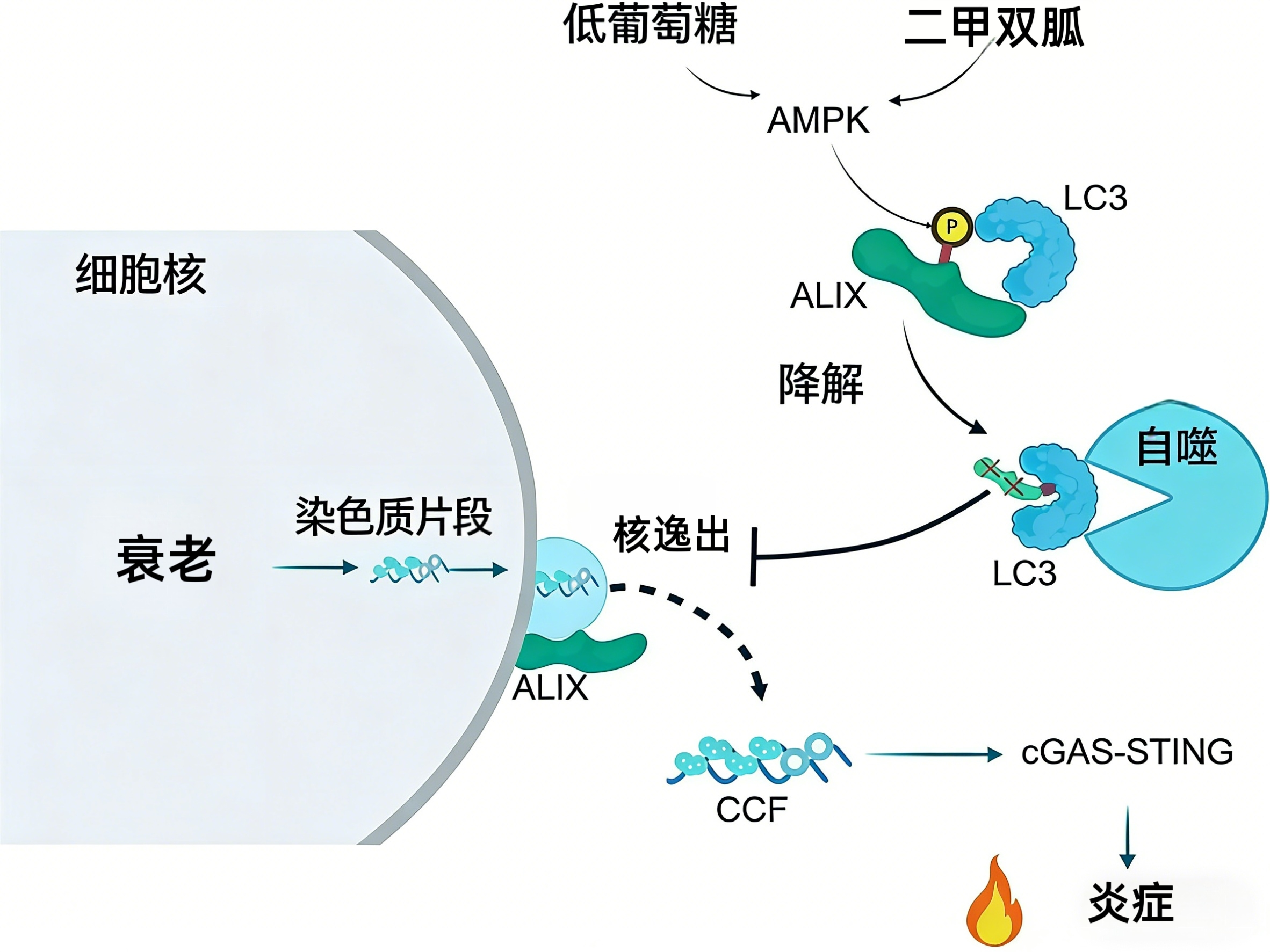 核逸出及其受葡萄糖和二甲双胍调节的示意图。图片来自参考资料[1]+自己用翻译。
