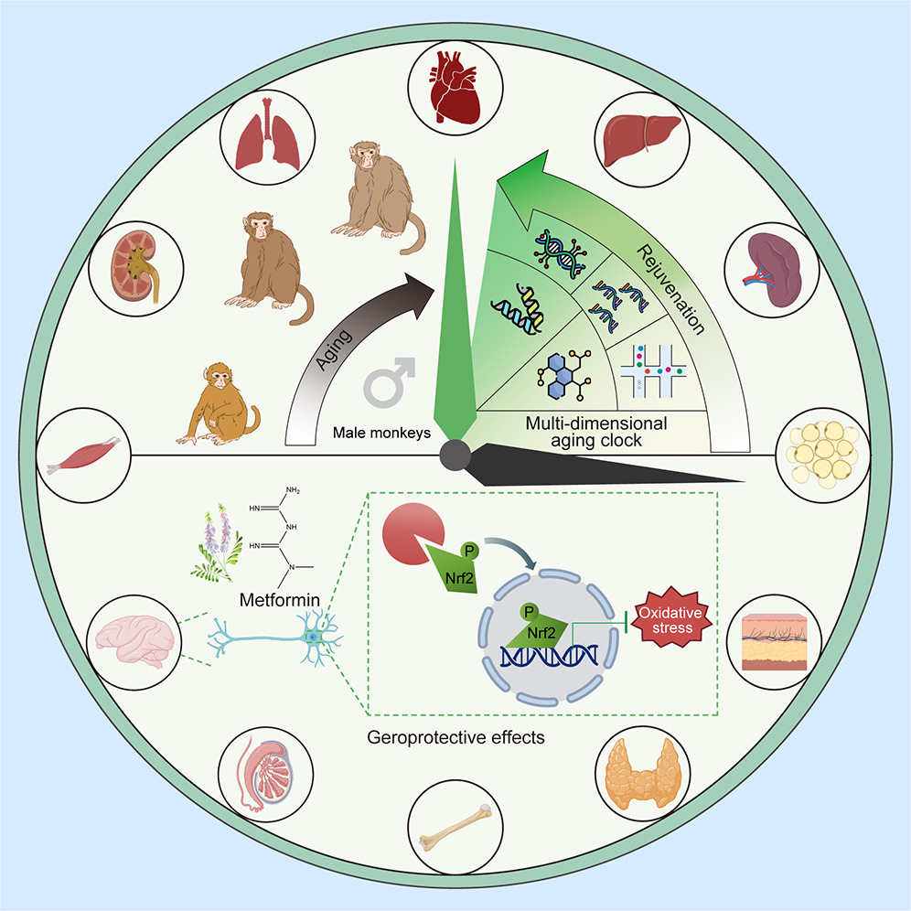 长期服用二甲双胍显著延缓食蟹猴衰老。图片来自参考资料[3]。