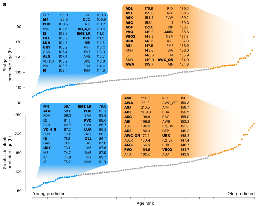 基于转录组的衰老时钟可以预测单个神经元类型的年龄。蓝色：最年轻的20%神经元；橙色：最年长的20%神经元。图：参考资料[1]。