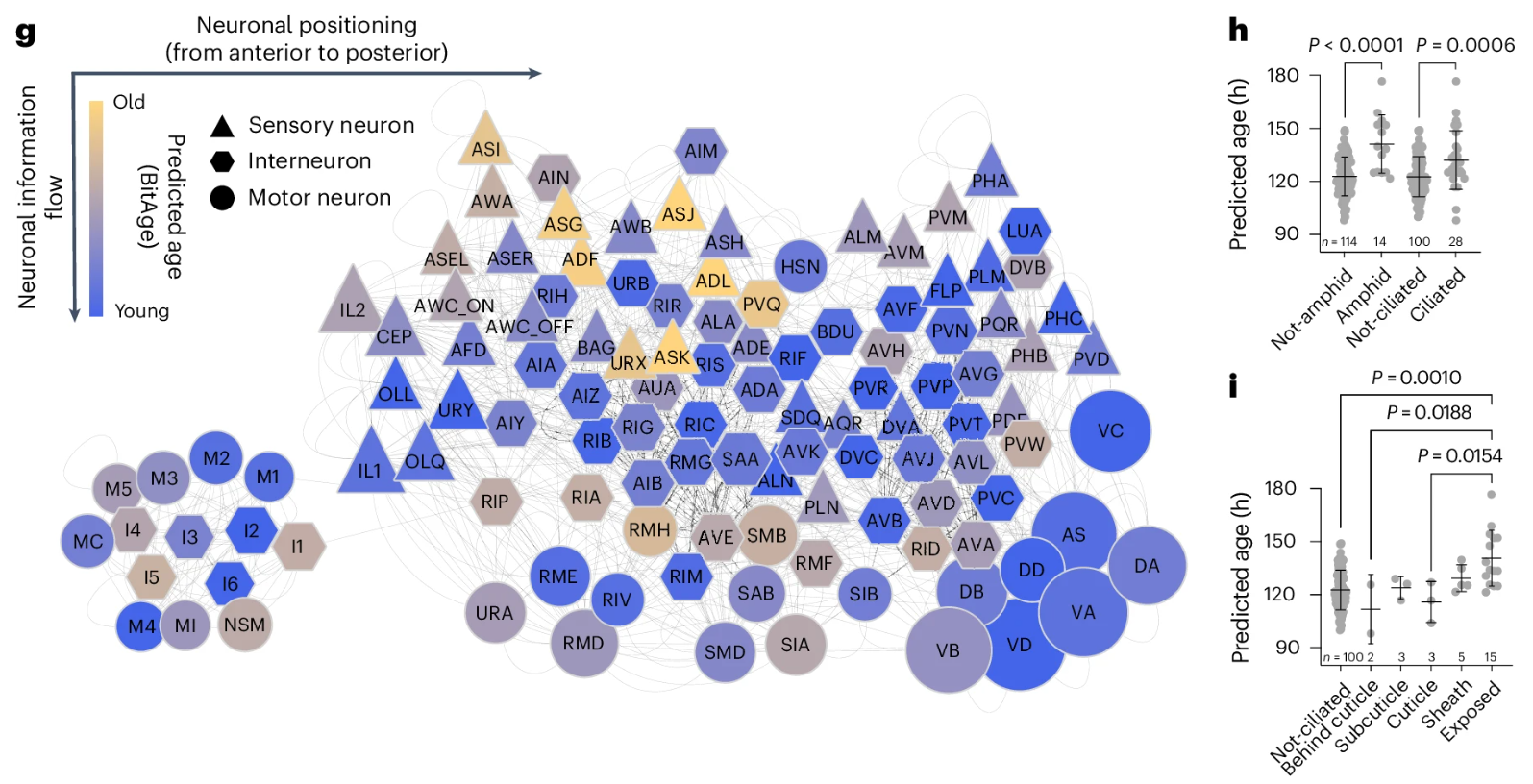 暴露于环境中的纤毛感官神经元衰老速度最快。图：参考资料[1]。