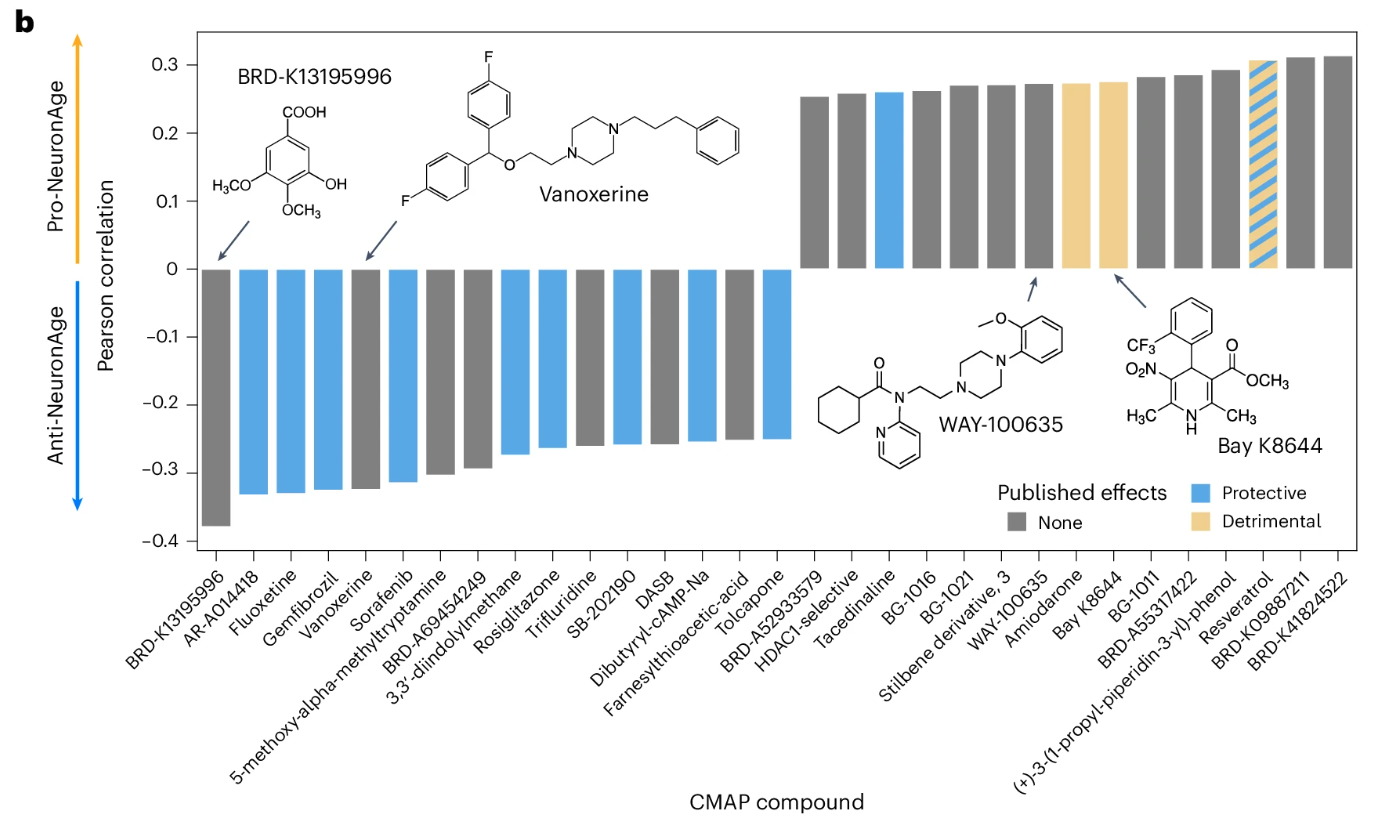白藜芦醇与神经元年龄呈正相关。图：参考资料[1]。