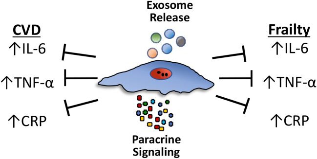 促炎细胞因子水平和虚弱、心血管疾病高度相关。doi: 10.3389/fnut.2018.00108.