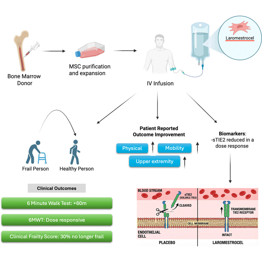 文献图形摘要。doi:10.1016/j.stem.2026.01.017.