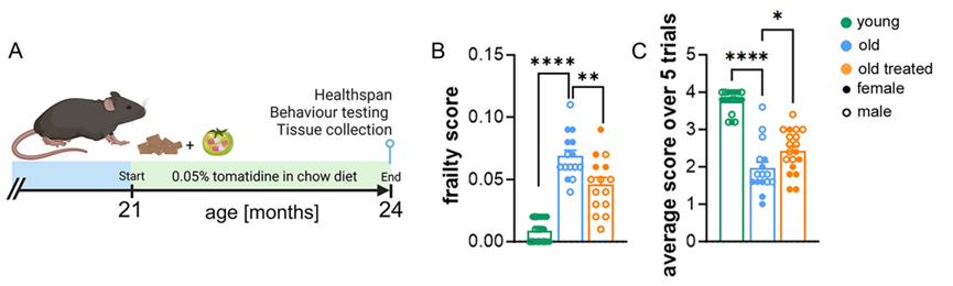 番茄碱苷元处理老年小鼠后虚弱指数改善
