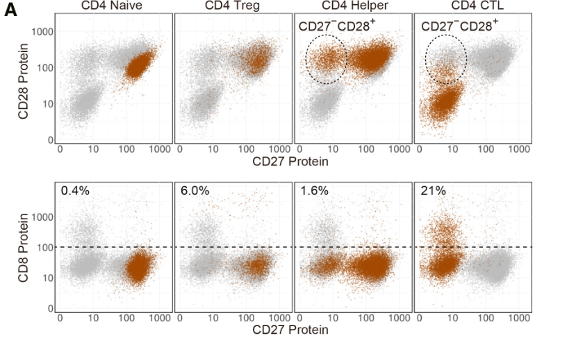 CD4 CTL细胞具有高度分化特征，且没有疲劳的迹象。via：参考资料[2]。