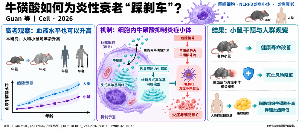 2026年的研究概述(AI制图)